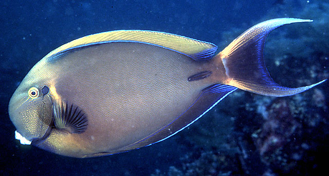 Acanthurus bariene